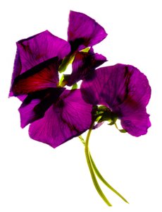 Pansies III